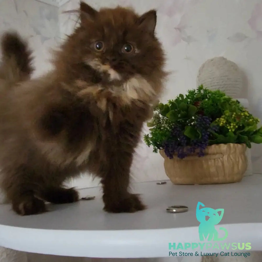 Alisiya British Longhair female chocolate tortie - live animals