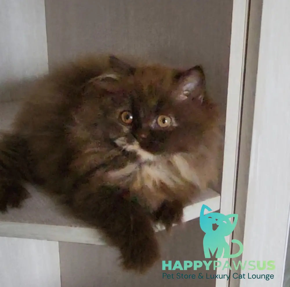 Alisiya British Longhair female chocolate tortie - live animals
