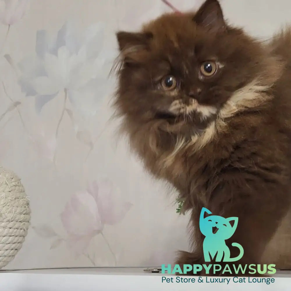 Alisiya British Longhair female chocolate tortie - live animals