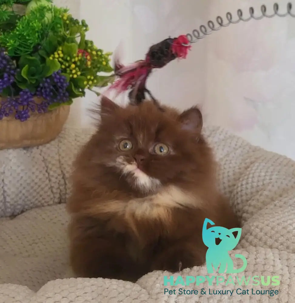 Alisiya British Longhair female chocolate tortie - live animals