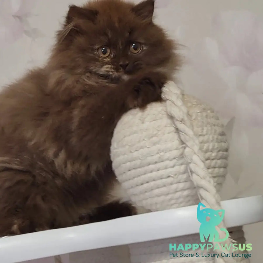 Alisiya British Longhair female chocolate tortie - live animals