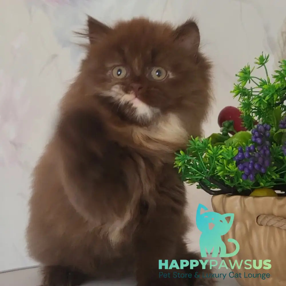 Alisiya British Longhair female chocolate tortie - live animals