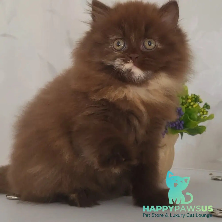 Alisiya British Longhair female chocolate tortie - live animals