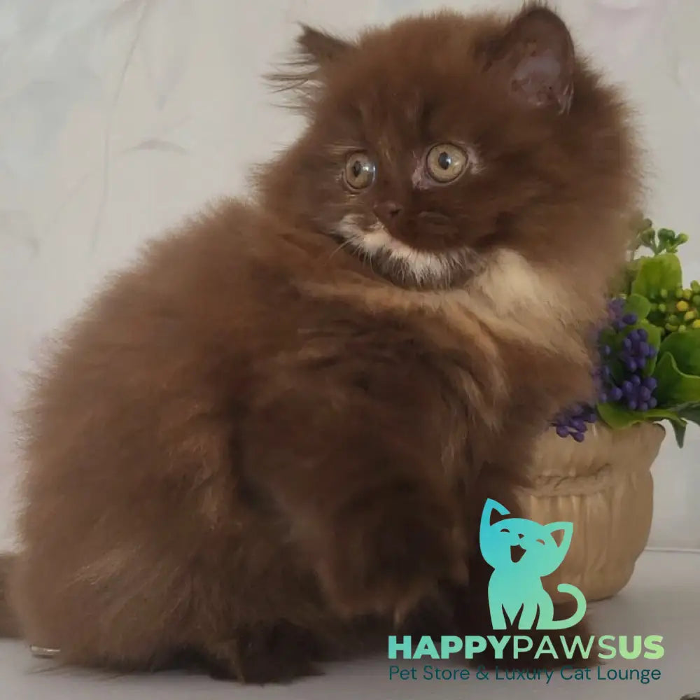 Alisiya British Longhair female chocolate tortie - live animals