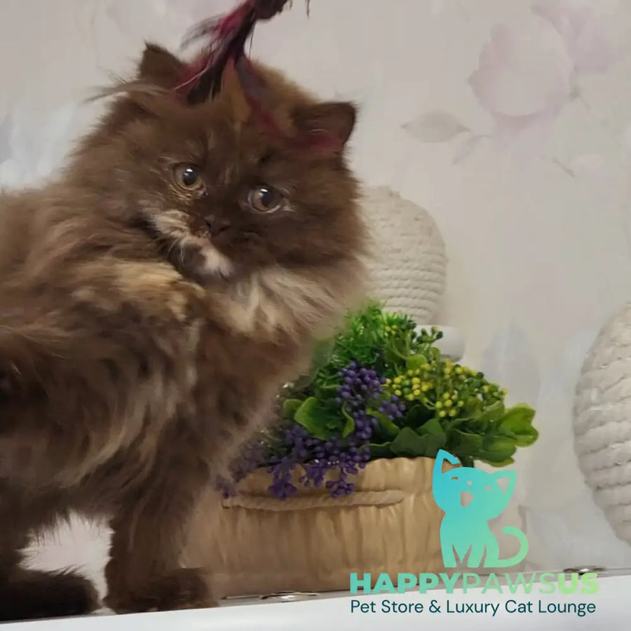 Alisiya British Longhair female chocolate tortie - live animals