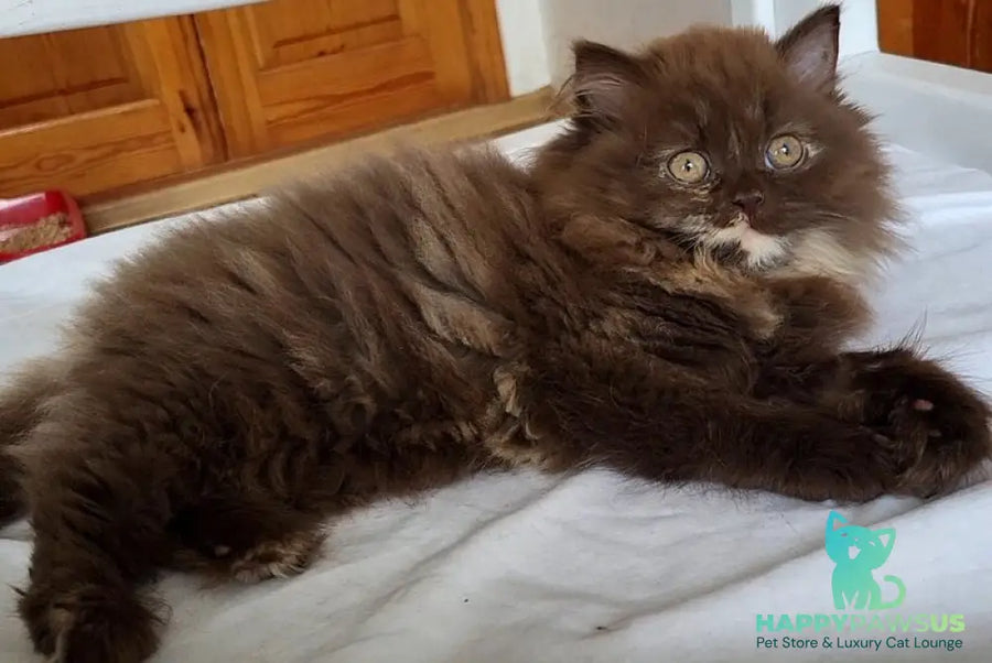 Alisiya British Longhair female chocolate tortie - live animals