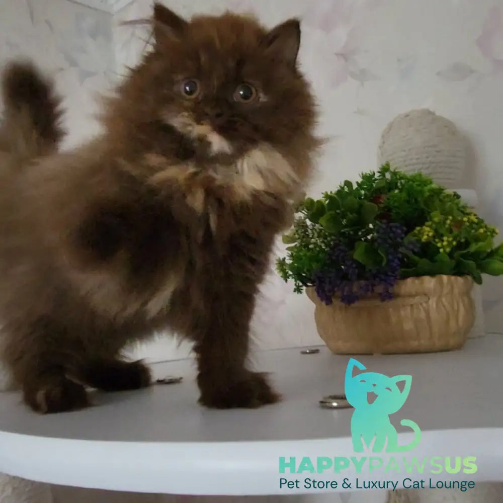 Alisiya British Longhair female chocolate tortie - live animals