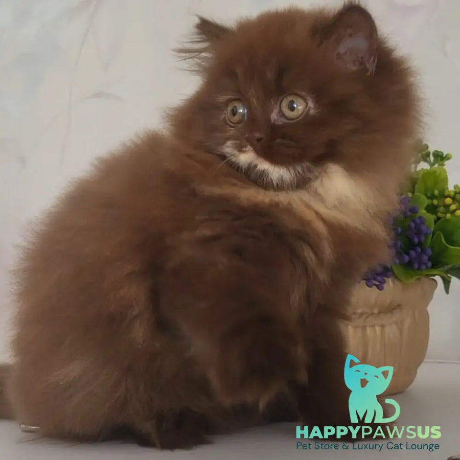 Alisiya British Longhair female chocolate tortie - live animals