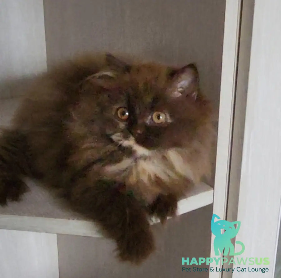 Alisiya British Longhair female chocolate tortie - live animals