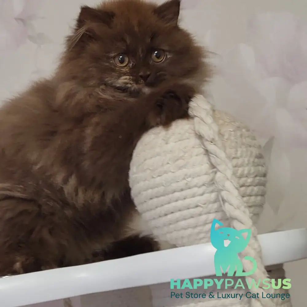 Alisiya British Longhair female chocolate tortie - live animals