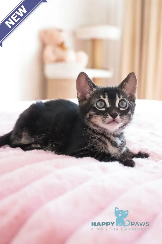 Aliya Bengal female charcoal live animals