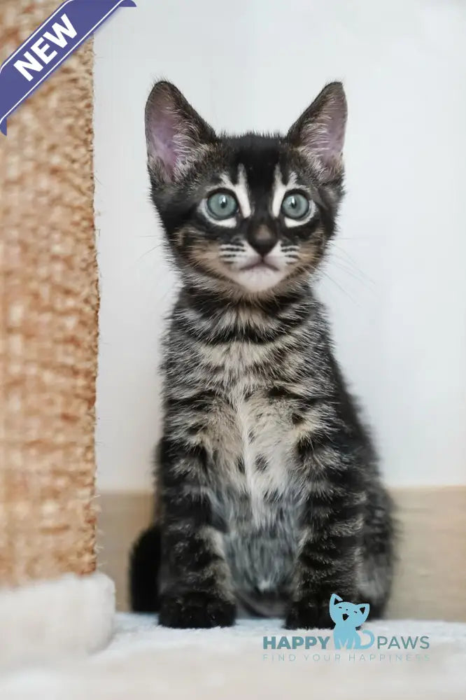 Aliya Bengal female charcoal live animals