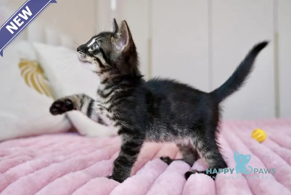 Aliya Bengal female charcoal live animals