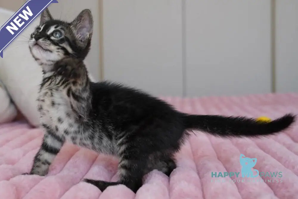 Aliya Bengal female charcoal live animals