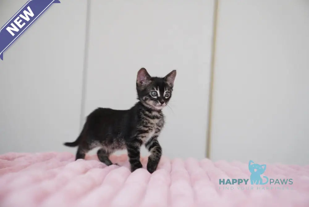 Aliya Bengal female charcoal live animals