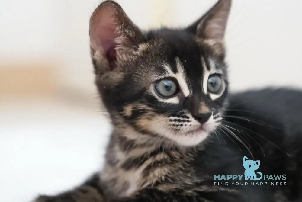 Aliya Bengal female charcoal live animals