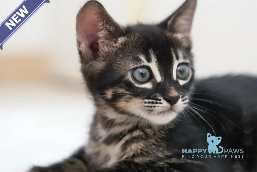 Aliya Bengal female charcoal live animals