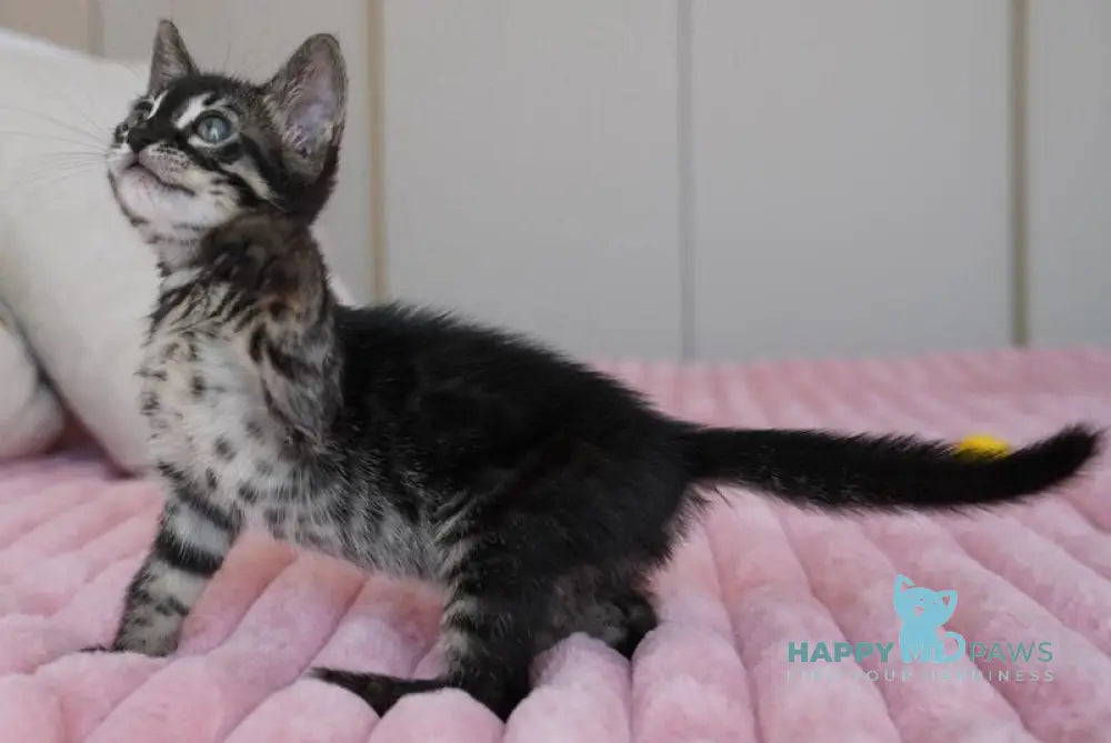 Aliya Bengal female charcoal live animals