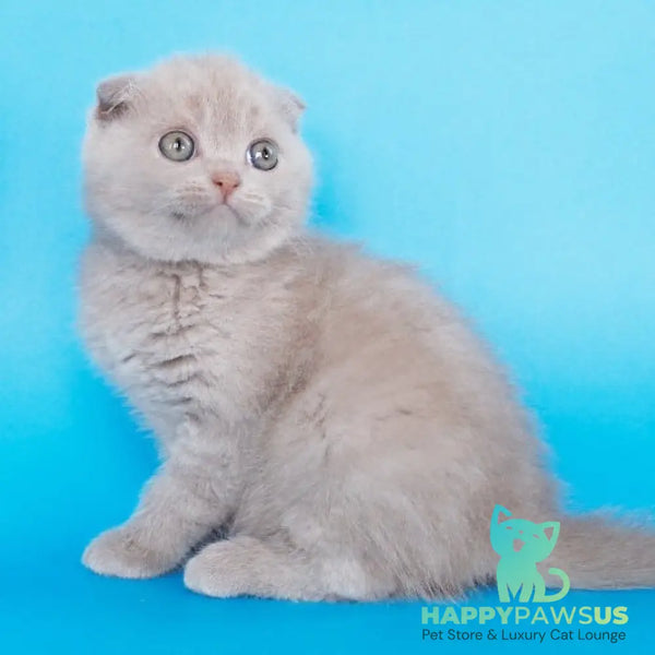 Allan Scottish Fold male fawn - live animals