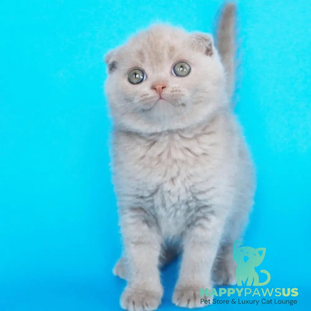 Allan Scottish Fold male fawn - live animals