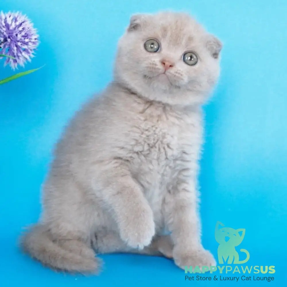 Allan Scottish Fold male fawn - live animals