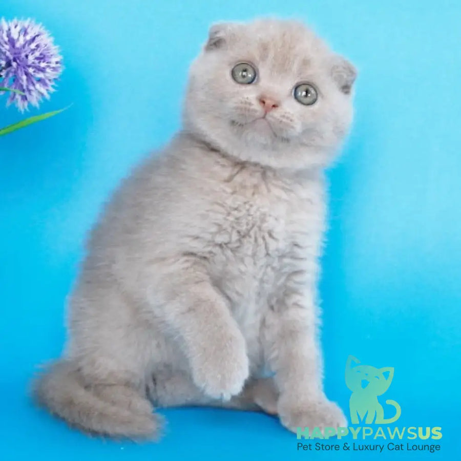 Allan Scottish Fold male fawn - live animals