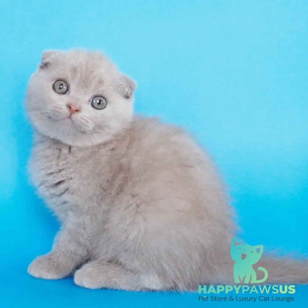 Allan Scottish Fold male fawn - live animals