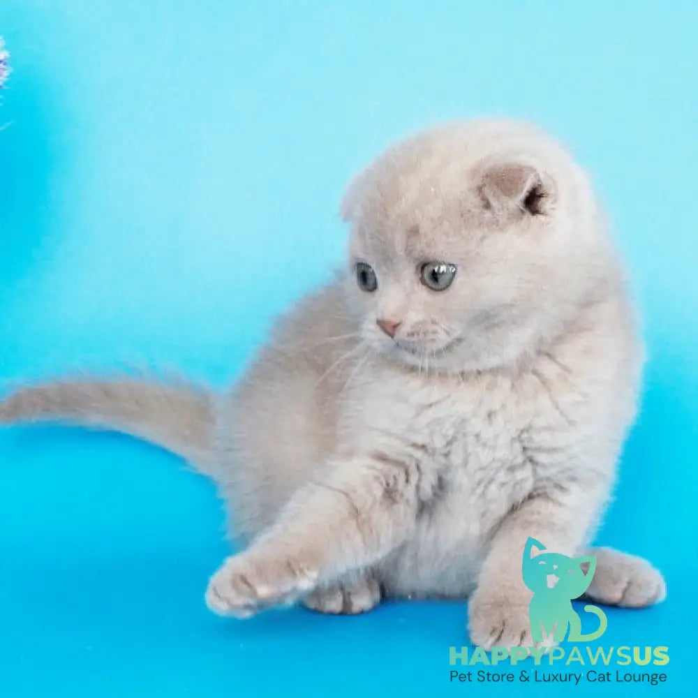 Allan Scottish Fold male fawn - live animals