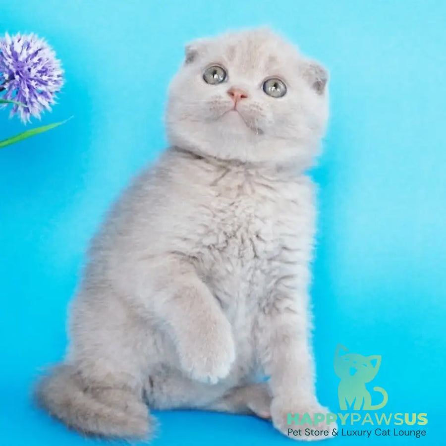 Allan Scottish Fold male fawn - live animals
