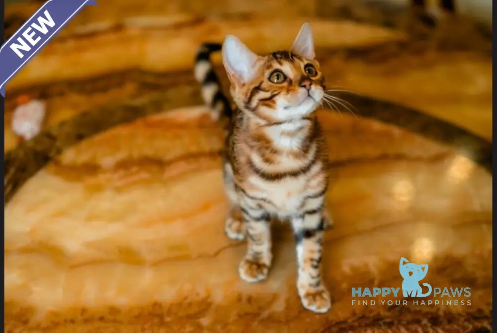 Alma Bengal female black spotted tabby live animals