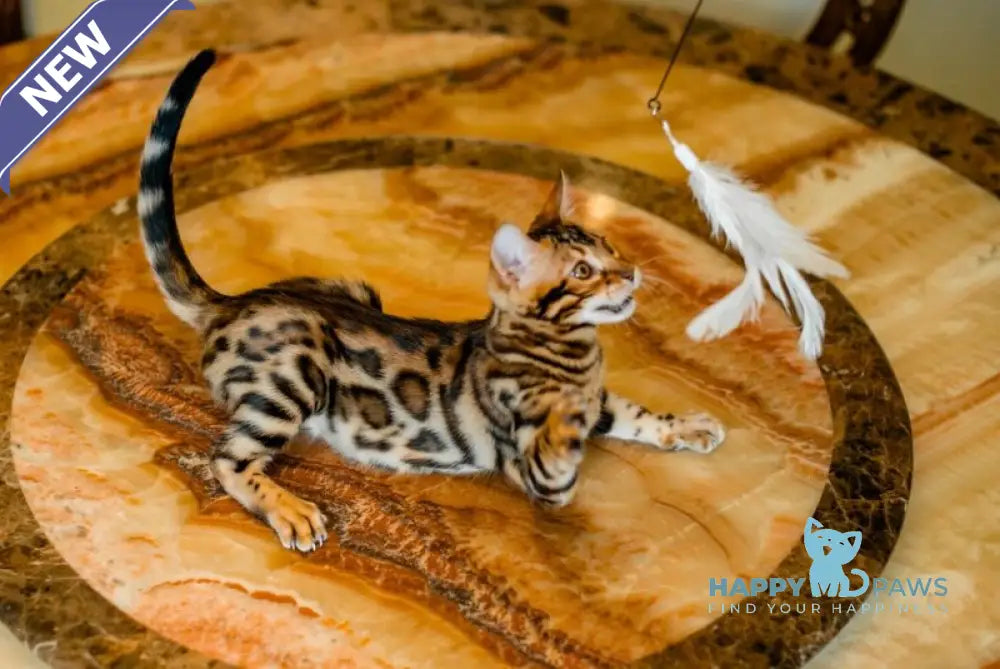 Alma Bengal female black spotted tabby live animals