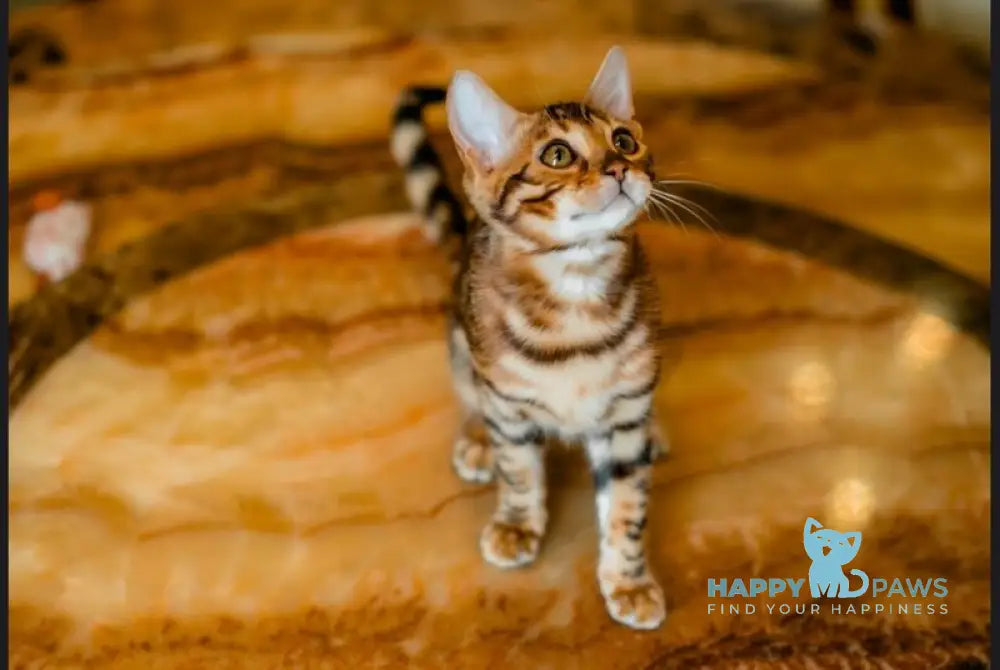 Alma Bengal female black spotted tabby live animals
