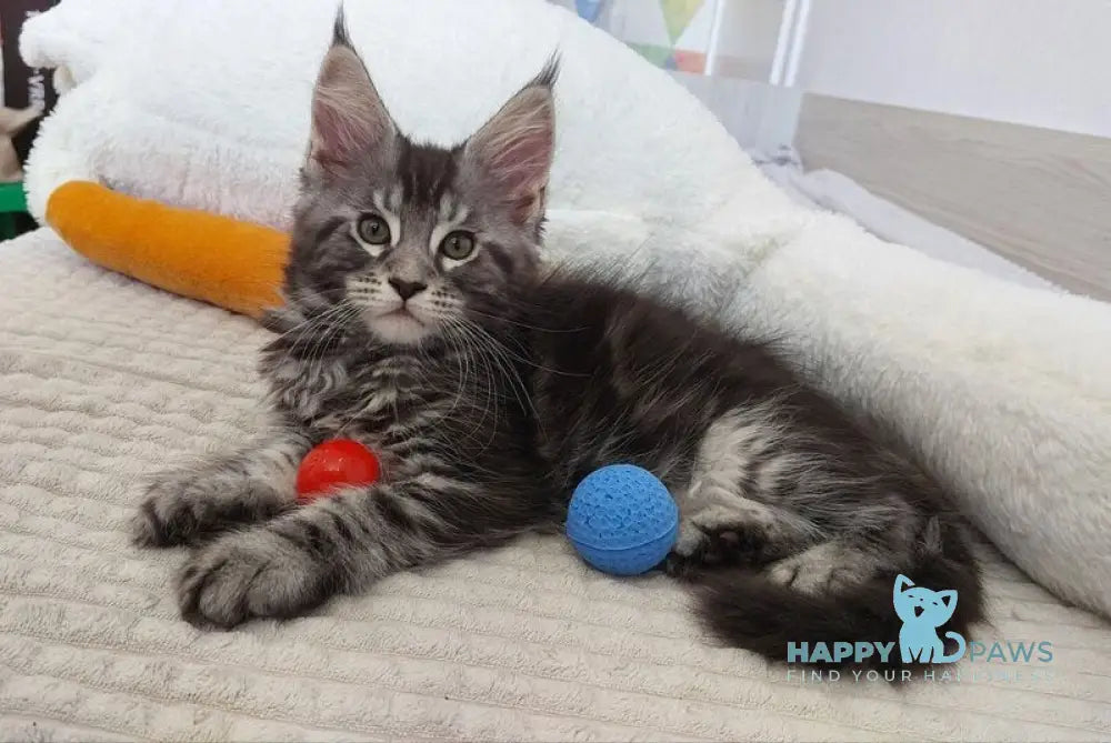 Alma Maine Coon female black silver tabby live animals