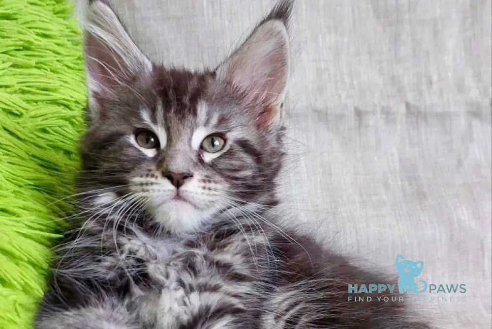 Alma Maine Coon female black silver tabby live animals
