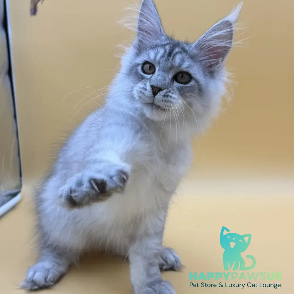 Alma’s Maine Coon male black silver spotted tabby - live animals