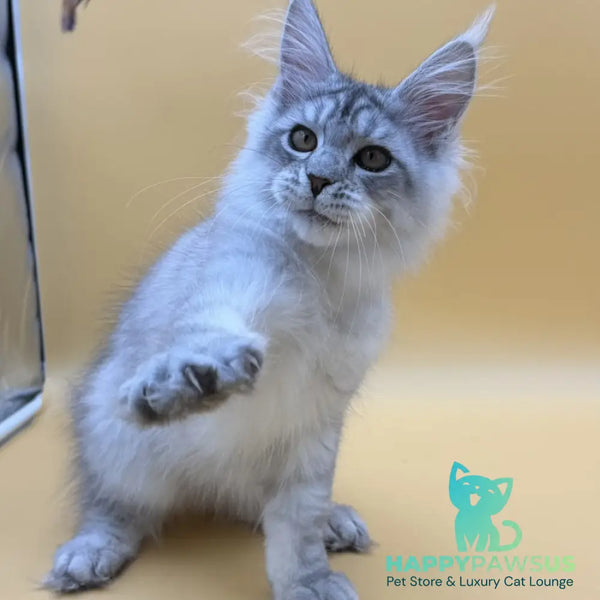 Alma’s Maine Coon male black silver spotted tabby - live animals