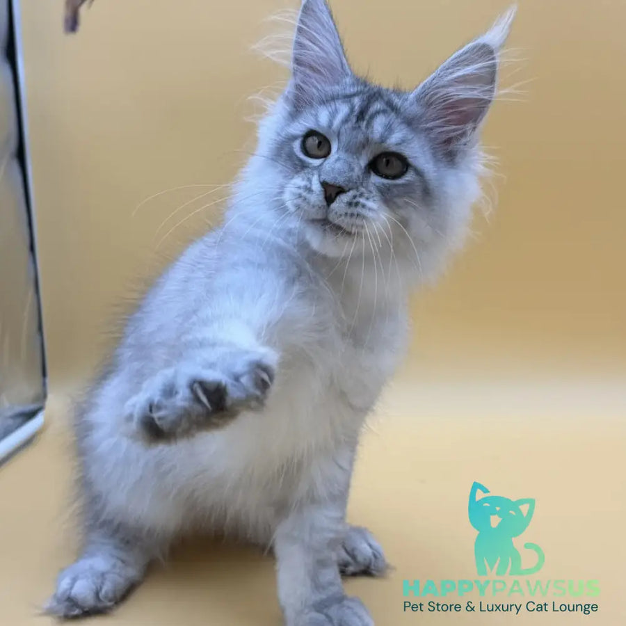 Alma’s Maine Coon male black silver spotted tabby - live animals