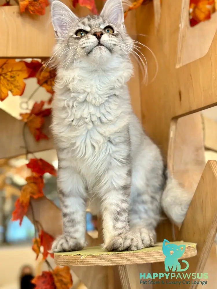 Alma’s Maine Coon male black silver spotted tabby - live animals