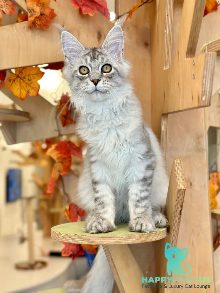 Alma’s Maine Coon male black silver spotted tabby - live animals