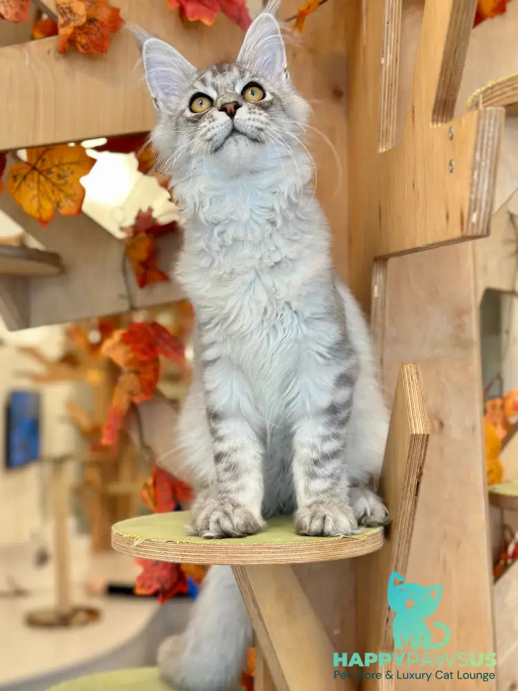 Alma’s Maine Coon male black silver spotted tabby - live animals