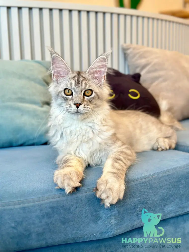 Alma’s Maine Coon male black silver spotted tabby - live animals