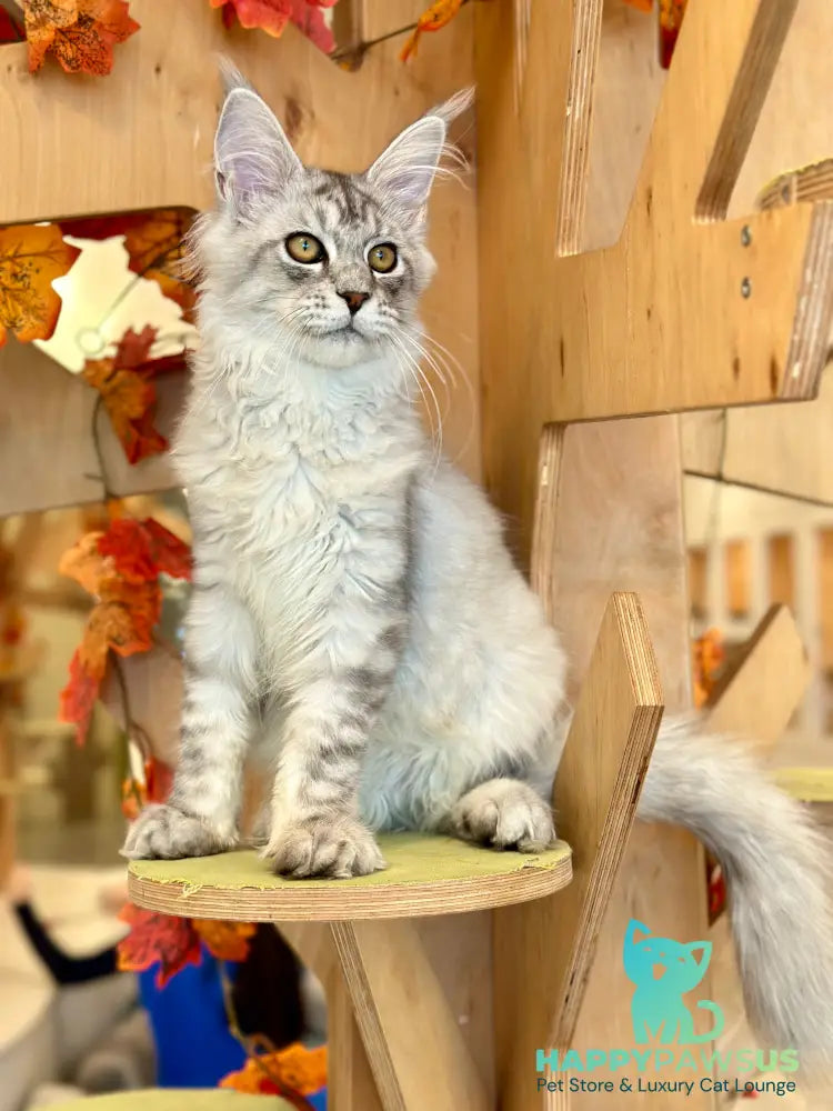 Alma’s Maine Coon male black silver spotted tabby - live animals