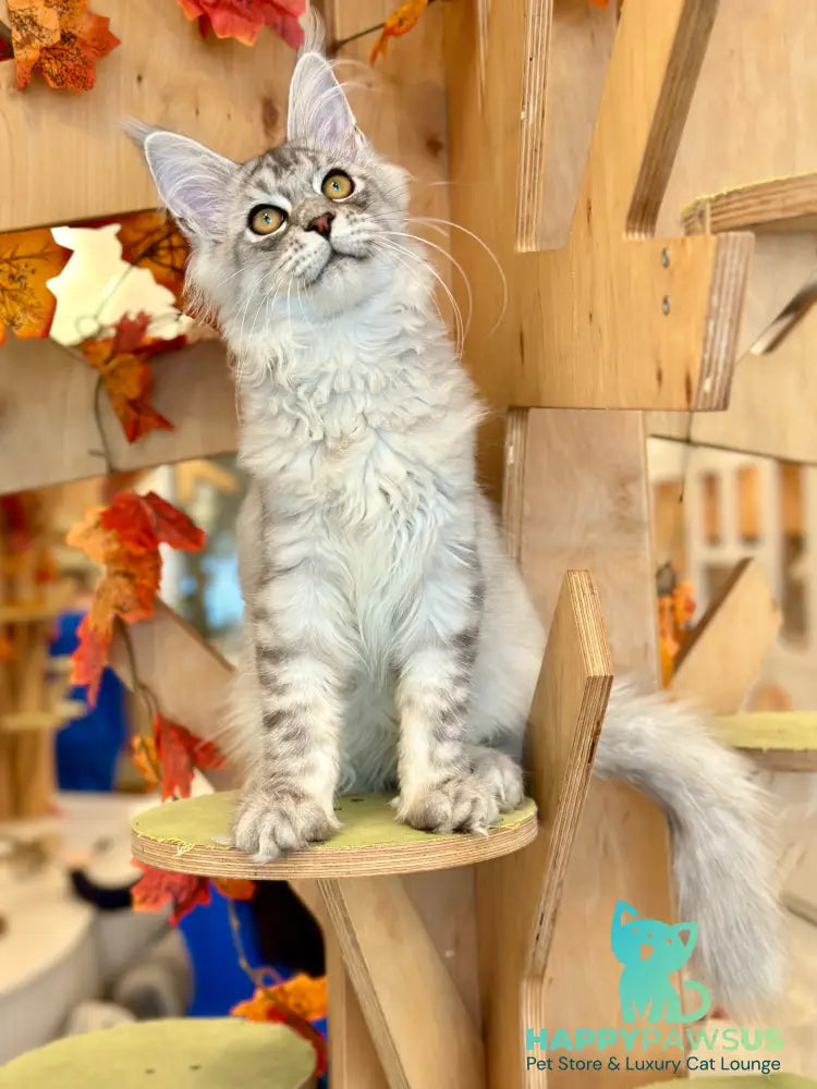 Alma’s Maine Coon male black silver spotted tabby - live animals