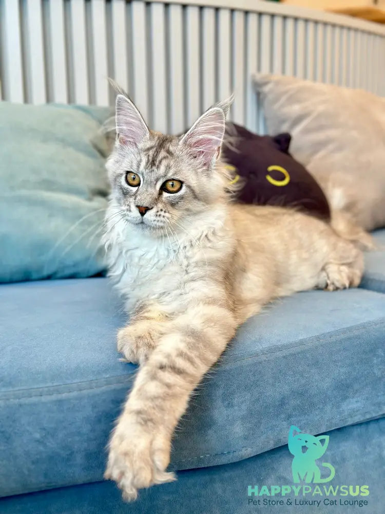 Alma’s Maine Coon male black silver spotted tabby - live animals