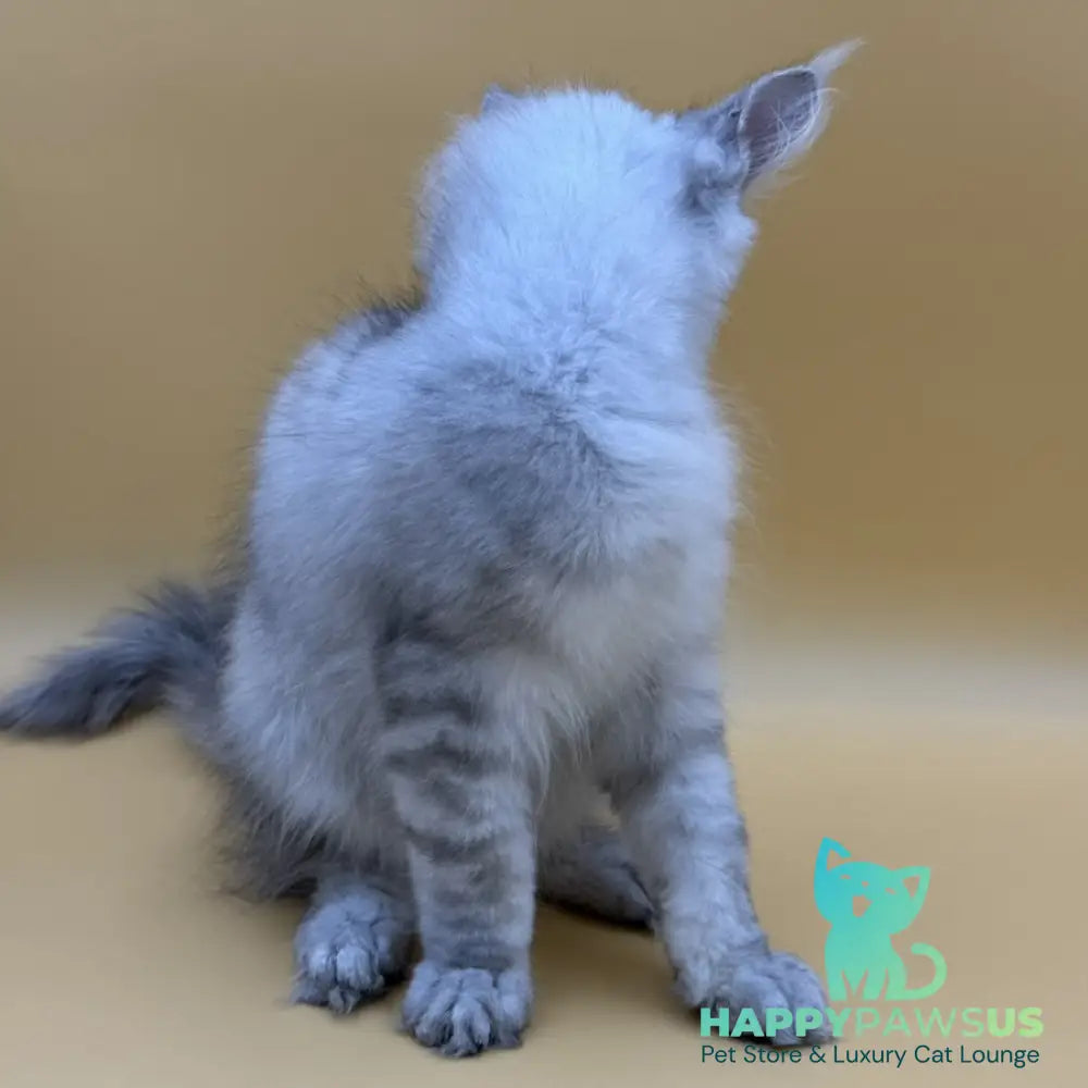 Alma’s Maine Coon male black silver spotted tabby - live animals