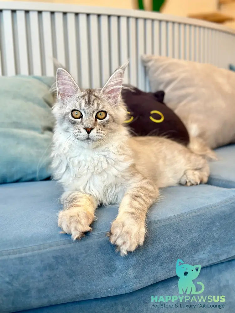 Alma’s Maine Coon male black silver spotted tabby - live animals