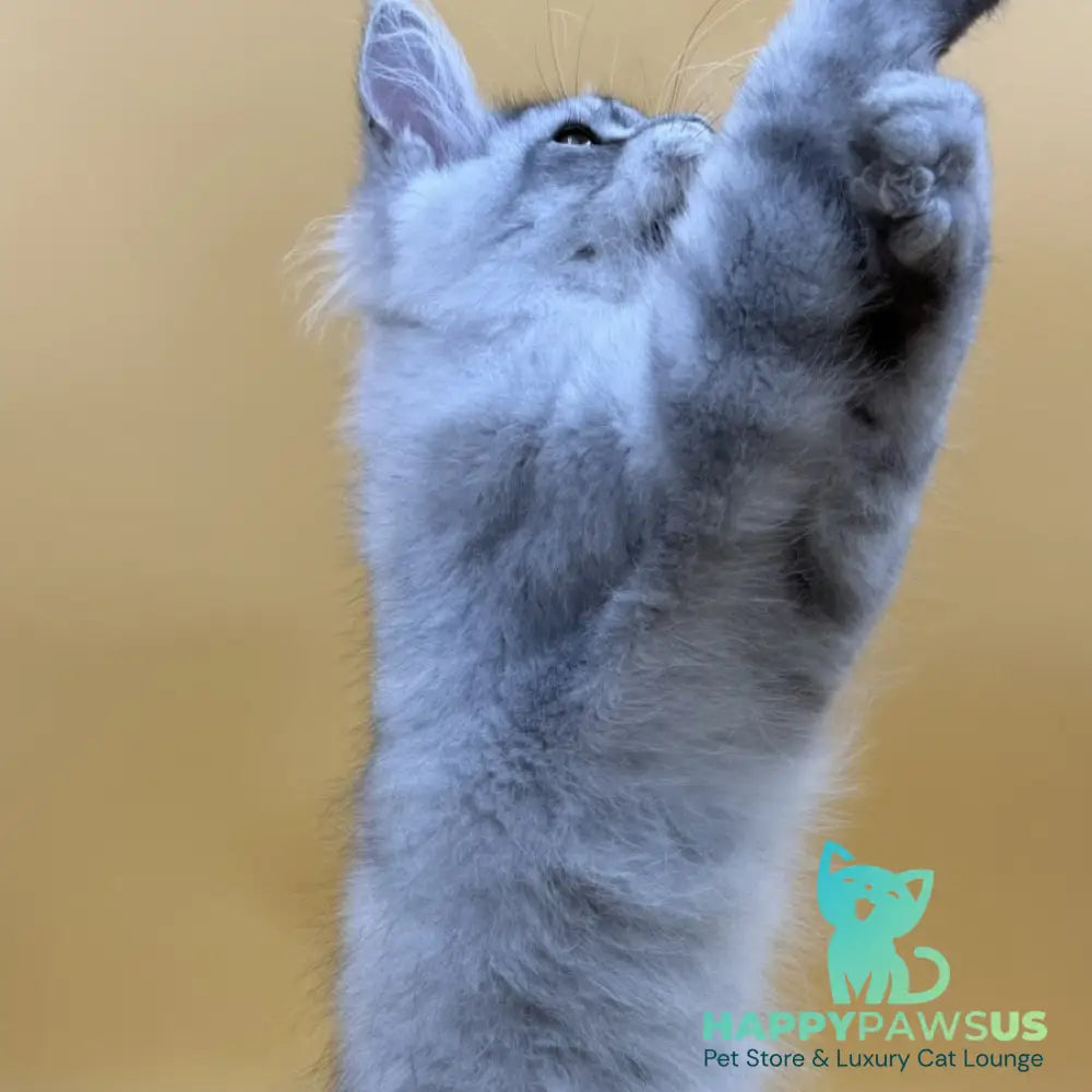 Alma’s Maine Coon male black silver spotted tabby - live animals