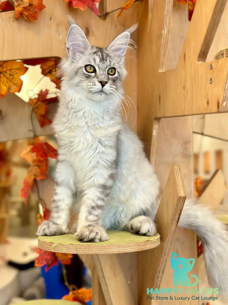 Alma’s Maine Coon male black silver spotted tabby - live animals