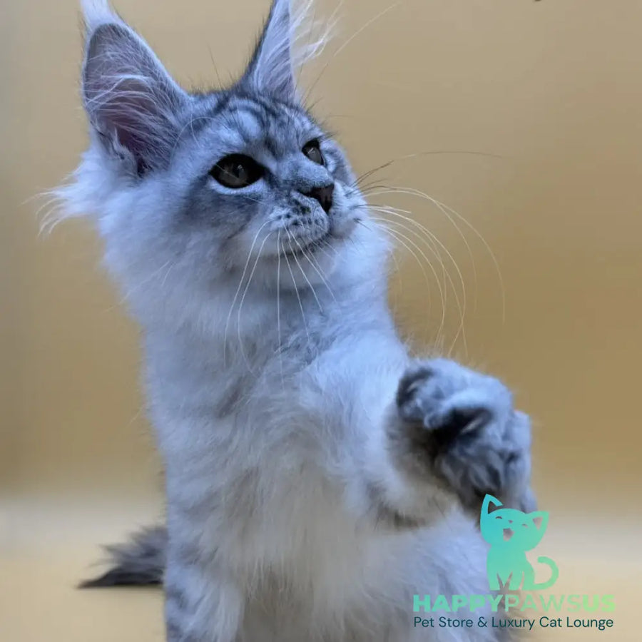 Alma’s Maine Coon male black silver spotted tabby - live animals