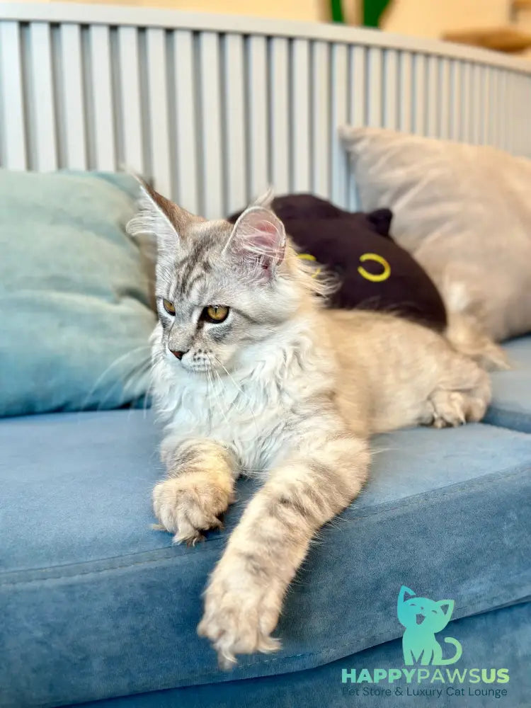 Alma’s Maine Coon male black silver spotted tabby - live animals